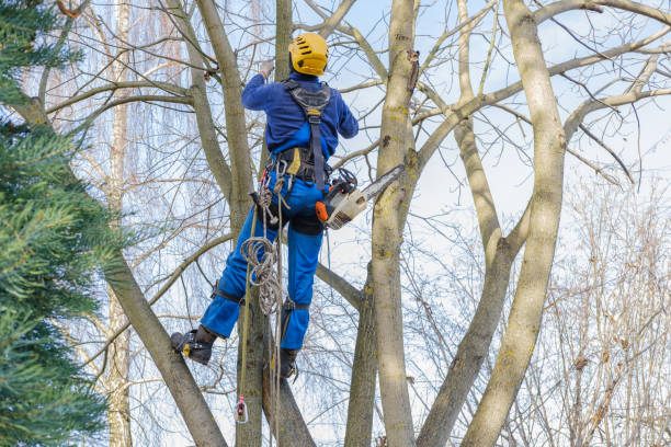 How Our Tree Care Process Works  in  Uniontown, OH